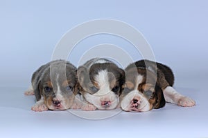 Silver tri color beagle Puppy is sleeping and looking in first time