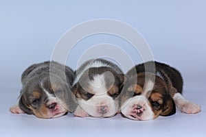 Silver tri color beagle Puppy is sleeping and looking in first time