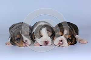 Silver tri color beagle Puppy is sleeping and looking in first time