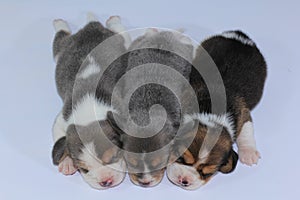 Silver tri color beagle Puppy is sleeping and looking in first time