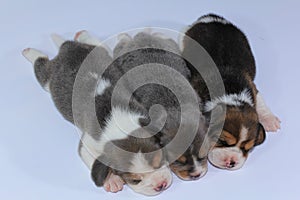 Silver tri color beagle Puppy is sleeping and looking in first time