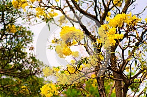 Silver trumpet tree