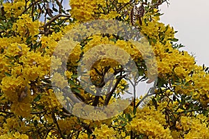 Silver trumpet tree flowers blooming during summer in Thailand