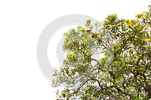 Silver trumpet tree isolated on white background