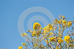 Silver Trumpet Tree, Tree of Gold