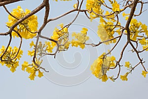 Silver trumpet tree, Tree of gold,Paraguayan silver trumpet tree