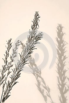 Silver twigs and dark shadows on white wall