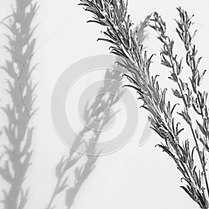 Silver twigs with small leaves and shadows on white wall