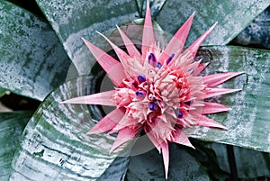 Pink Silver Vase Bromeliad