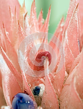 Silver Vase Bromeliad flower