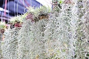 Silver vase and spanish moss flower plant hanging in garden outdoor backdround