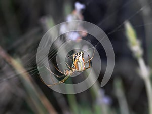 Silver Vlei spider