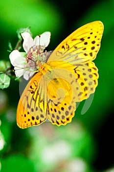 Silver washed Fritilary on blackberry blossom