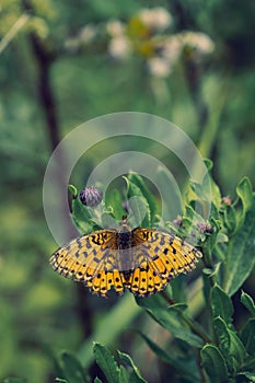 Silver-washed fritillar  on thistle flower