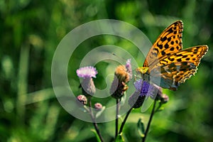 Silver-washed fritillar  on thistle flower