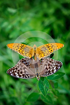Silver-washed fritillaries mating on green background photo