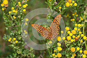 Silver-washed fritillary