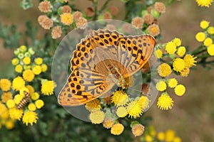 Silver-washed fritillary