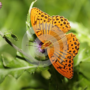 Silver-washed fritillary