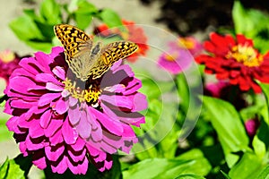 Silver-Washed fritillary