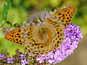 Silver Washed Fritillary photo