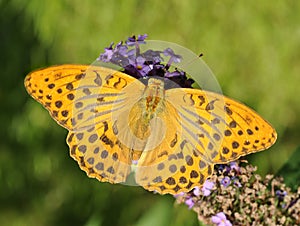 Silver Washed Fritillary