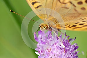 Silver-washed fritillary