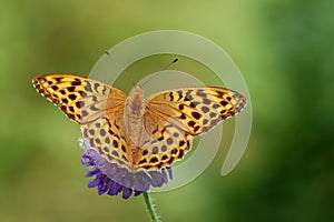 Silver-washed fritillary