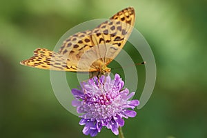 Silver-washed fritillary