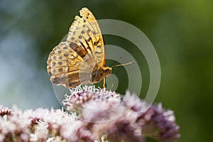 Silver-washed fritillary