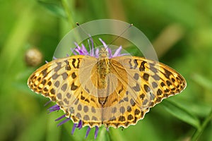 Silver-washed fritillary