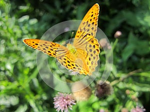 Silver-washed Fritillary 8