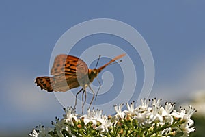 Silver-washed Fritillary (Argynnis paphia)