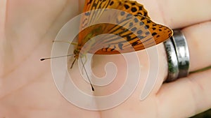 Silver-washed fritillary Argynnis paphia