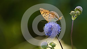 Silver-washed fritillary Argynnis paphia