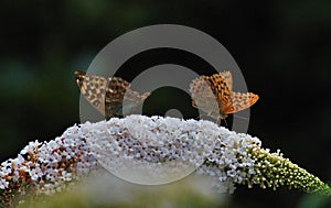 Silver-washed fritillary Argynnis paphia