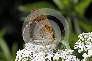 Silver-washed fritillary (Argynnis paphia)