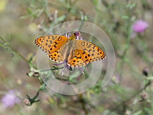 Silver-washed fritillary (Argynnis paphia)