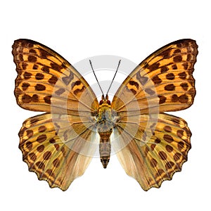 silver-washed fritillary, Argynnis paphia,beautiful butterfly isolated on white background