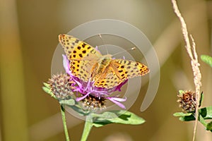 Silver-washed fritillary Argynnis paphia . Beautiful butterfly perching on a purple flower