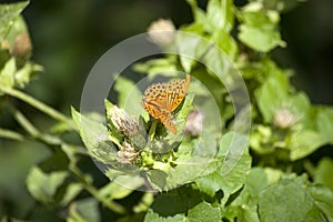 Silver-washed fritillary, Argynnis paphia butterfly