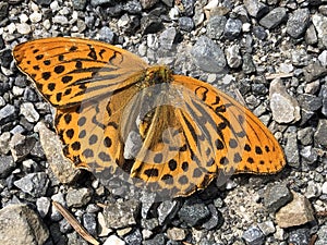 The silver-washed fritillary Argynnis paphia butterfly or Der Kaisermantel - Silberstrich Schmetterling