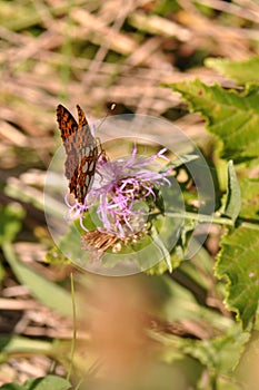 Silver-washed fritillary butterfly