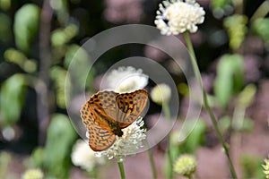 Silver-washed fritillary butterfly on the flower