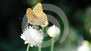 Silver-washed fritillary butterfly on the flower