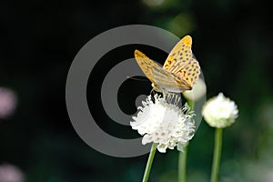 Silver-washed fritillary butterfly on the flower