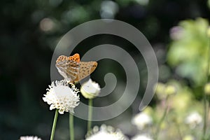 Silver-washed fritillary butterfly on the flower