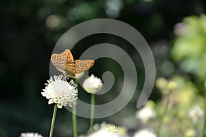 Silver-washed fritillary butterfly on the flower