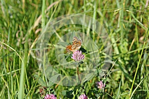 Silver-washed fritillary butterfly