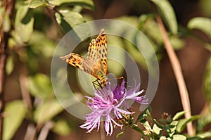 Silver-washed fritillary butterfly